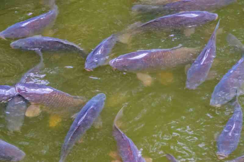 Bowfishing Aiming Tips for Different Water Conditions
