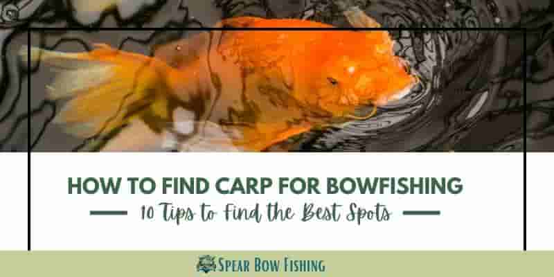 How-to-Find-Carp-for-Bowfishing-10-Tips-to-Find-the-Best-Spots
